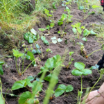 Erdbeeren finden ein neues Beet