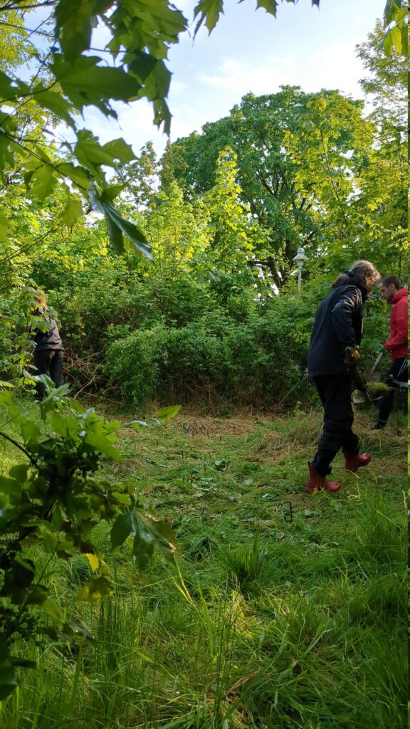 Erste Schritte im Gemeinschaftsgarten: Brombeeren weg schneiden und Grasnarbe abtragen
