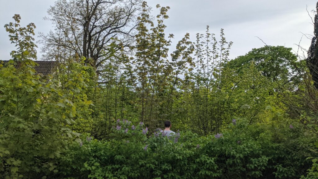 Hoher Flieder, dahinter der Hinterkopf einer Person, Dahinter noch höher gewachsenes Grün.